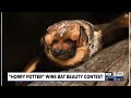 oregon bat wins bat beauty contest for 3rd consecutive year