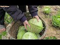 thanh orphan boy caring for the vegetable garden harvesting cabbage and thirsting for knowledge