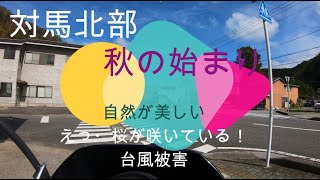 対馬北部、秋の始まり・・・桜が咲いている