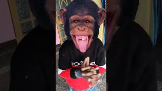 Boy Monkey Cute Comedy Video 😆😆😆😆 #shorts #youtube #trending #baby #kids #viral #babygirl #kidsvideo