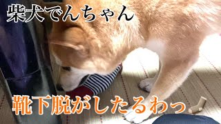 柴犬でんちゃん　靴下脱がしたるわっ！