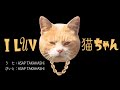 【オリジナル曲】I LUV 猫ちゃん / ASAP NE-KO