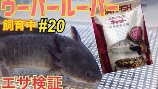 【ウーパールーパー】飼育 20エサの検証\u0026エサやりaxolotl