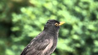 Fekete rigó énekel / Singing Common Blackbird, Budapest (2014.05.27.)