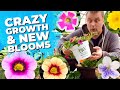 Crazy Growth AND Brand New Petunia Colors + Calibrachoa + Begonias + Streptocarpus