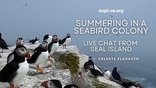 Summering in a Seabird Colony: Live Chat from Seal Island | Explore Live Events