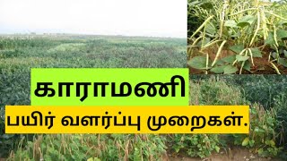 காராமணி (Cowpea) பயிர் வளர்ப்பு முறைகள் || Mr.விவசாயி || 08v.