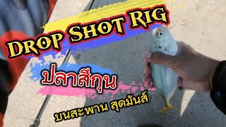 ตกปลาสีขน​ บนสะพาน​ ด้วย​ Drop​ Shot​ Rig​ #dropshotrig #carolinarig #microjig #ตกปลาทะเล #ปลาทะเล