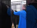 fouiller rectal chez le cheval. cet examen nous apprend de nombreuses choses cheval