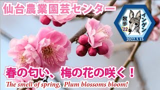 インゲン散歩'22 仙台農業園芸センター　春の匂い、梅の花の咲く！　2022.3.15( The smell of spring. Plum blossoms bloom! )