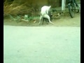 dog u0026 pig mating2.mp4