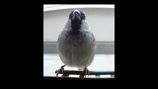 Bird Cam #102 - House Sparrow feeds on bird camera #birdcam #birdlover #birdspecies