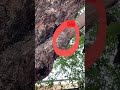 திருவண்ணாமலையில் அதிசய மரம் wonder tree in tiruvannamalai shorts viral youtubeshorts