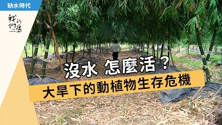 【缺水乾旱】沒水怎麼活？｜大旱下的動植物生存危機 (我們的島 第802集 2015-04-06)