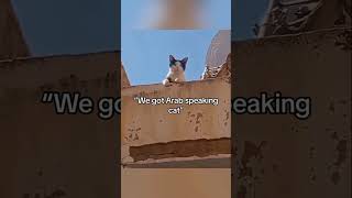 Cats can understand English #cat #pets #funnypets #funnycats #shorts