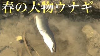 春の大物ウナギを釣り上げる！必釣ウナギの穴釣り2023