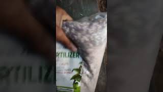 ගම්මිරිස් වගාව සදහා පොහොර මිශ්‍රණය CHEMICAL FERTILIZER FOR PEPPER CULTIVATION