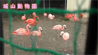 【城山動物園】チリーフラミンゴとベニイロフラミンゴ