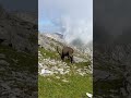 berggipfel begegnungen🍀 die freie umgebung der 🇨🇭 steinböcke