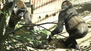 【京都市動物園】ゲンタロウの略奪計画　Gentaro's looting plan