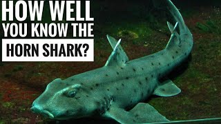 Horn shark || Descriptions, Characteristics and Facts!