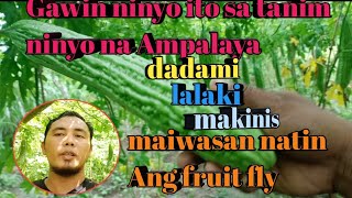 PARAAN KONG PAANO PADAMIHIN AT PALAKIHIN ANG BUNGA NG AMPALAYA