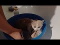 КУПАЕМ КОТЁНКА ПЕРВЫЙ РАЗ #cat #kitten #catlover