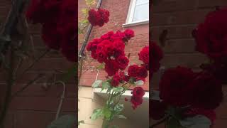 #subhanallah #nature #mashallah #rose #rosegarden #shortsvideo #shorts