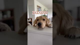 腸内環境改善対策本部会議 #shorts #dog #犬 #犬のいる暮らし #ゴールデンレトリバー #ゴールデンレトリバーのいる暮らし #goldenretriever