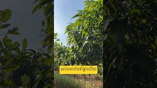 ដំណាំស្វាយកែវល្មៀត ដល់ពេលវេលាថែទាំផ្ការដូវហើយ@Farmer @Mango