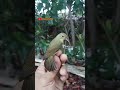 burung kolibri gacor sebelum di rillis