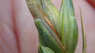 Wheat School: Scouting for FHB after anthesis