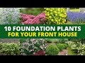 Top 10 Easy-breezy Foundation Plants For Your Front House 🏡