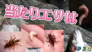 2022渓流釣り【EPISODE30】エサ何使ってる？　ミミズ.ブドウ虫.キンパク.オニチョロ　流してみた