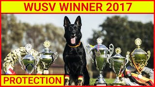 2017 WUSV Winner 2017 - PC Tilburg. Debby vom Eisernen Kreuz (DSH) and Reiner Naschke PROTECTION