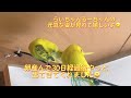 セキセイインコ🦜初めての産卵🥚から21日過ぎても孵化しなかった🥲