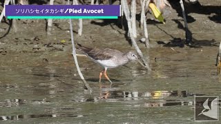 アカアシシギ/Common Redshank