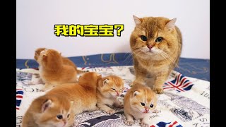 猫爸第一次见孩子，猫猫祟祟被小奶猫吓跑了！