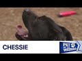 Pet of the Weekend: Meet Chessie! | FOX 7 Austin