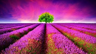 Relaxing Music for Stress Relief, Relaxing Music, Stress Relief, Meditation Music