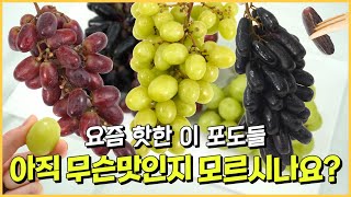 요즘 핫한 수입포도, 아직 안 먹어 보셨어요? | 애플 청포도 | 가지포도 | 크림슨 적포도