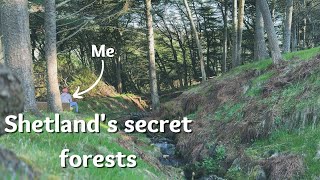 Visiting Shetland's secret forest