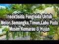 Insektisida, Fungisida Untuk Melon,Mentimun,Semangka,Labu Pada Musim Kemarau & Hujan