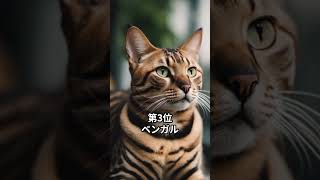 【人気の猫】気性の荒い猫ベスト5 #shorts #猫