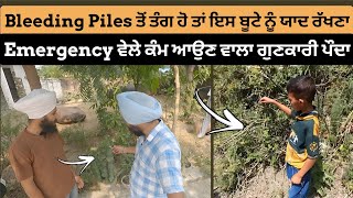 Emergency ਵੇਲੇ ਕੰਮ ਆਉਣ ਵਾਲਾ ਗੁਣਕਾਰੀ ਪੌਦਾ-Bleeding Piles ਤੋਂ ਪਰੇਸ਼ਾਨ ਹੋ ਤਾਂ ਇਸ ਬੂਟੇ ਨੂੰ ਯਾਦ ਰੱਖਣਾ