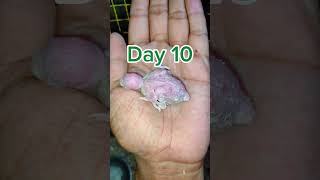 LOVE BIRDS BABY | 1Day to Day 30 #shorts #shortvideo #lovebirdschicks #babybirds #budgies #birds