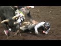 Watch Out! Hookasarus Bucks Off Cody Casper and Isn't Done | 2019 PBR Canada