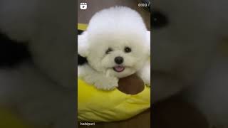 너무 귀여워서 죄송합니다 #bichonfrise #shorts #cute #cutedog