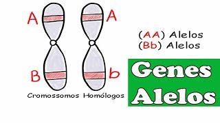 Genes Alelos conceitos de homozigoto, heterozigoto, dominante e recessivo