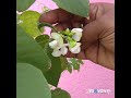 my terrace garden part 1 எங்கள் வீட்டு மாடி தோட்டம் பகுதி 1🌹🍀🌱🍃🌿🌺🍅😊💃🕺💪🌷⚘🌾